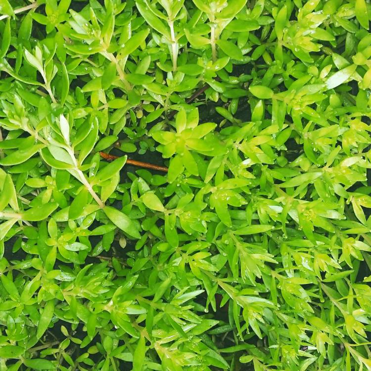 plant image 1015749