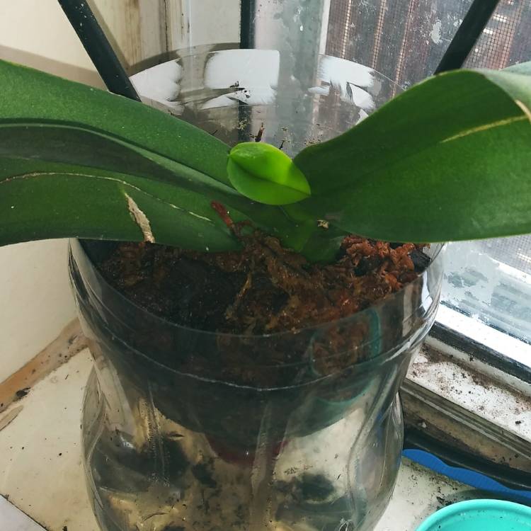 Plant image Phalaenopsis 'Samba Dalmata'