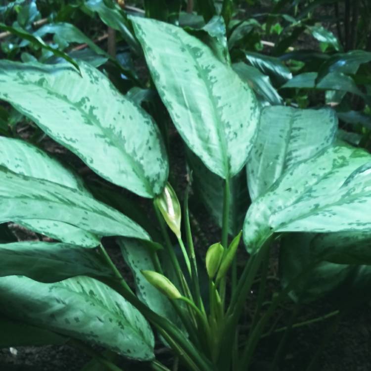 plant image 1049649