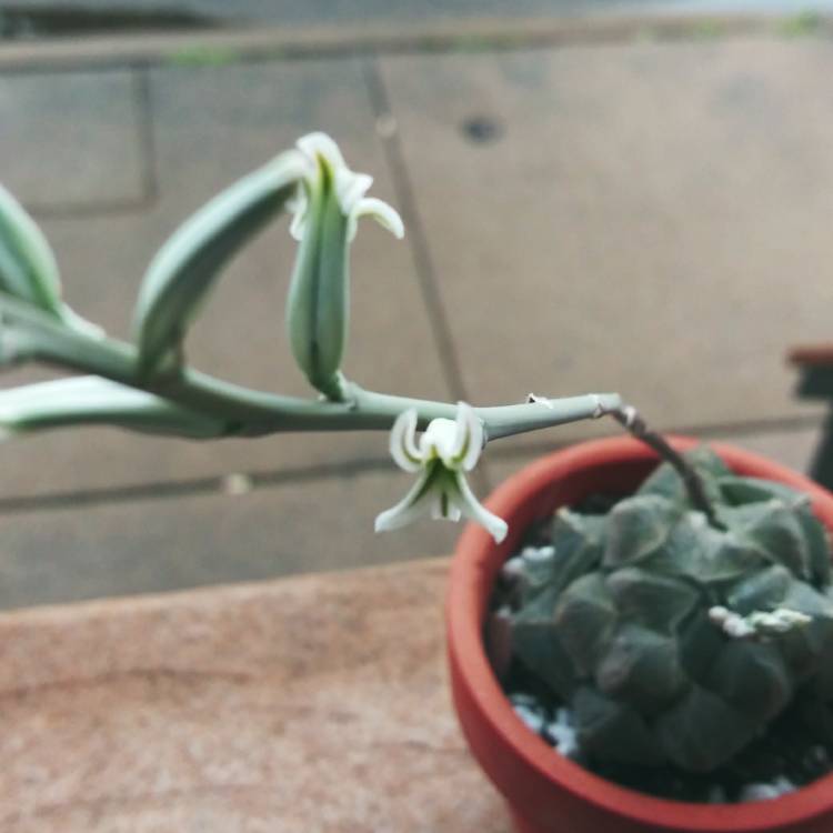 Plant image Haworthia cooperi var ' No 60' 