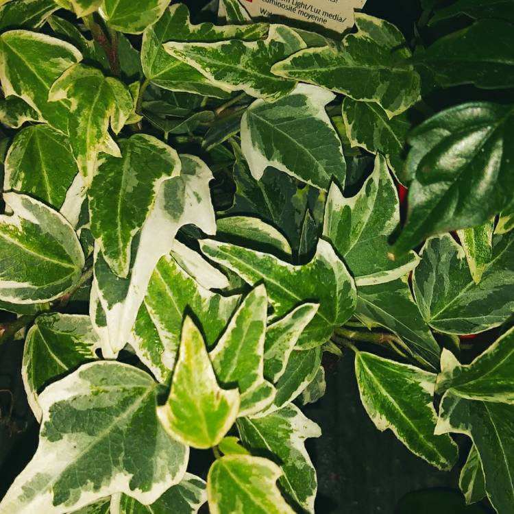 plant image 1064209