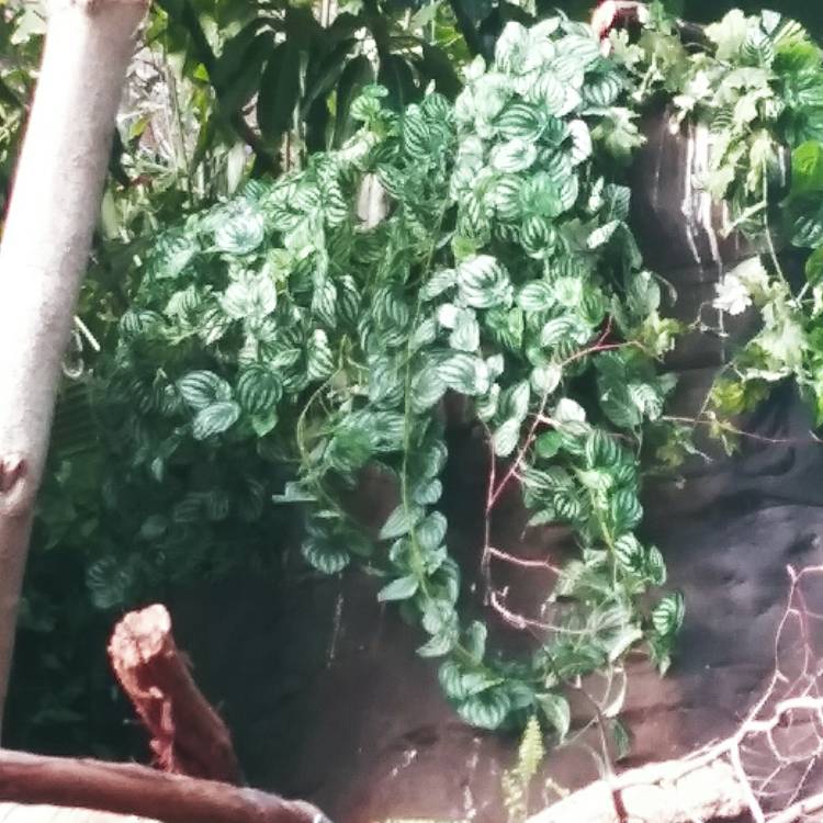 Plant image Peperomia sandersii