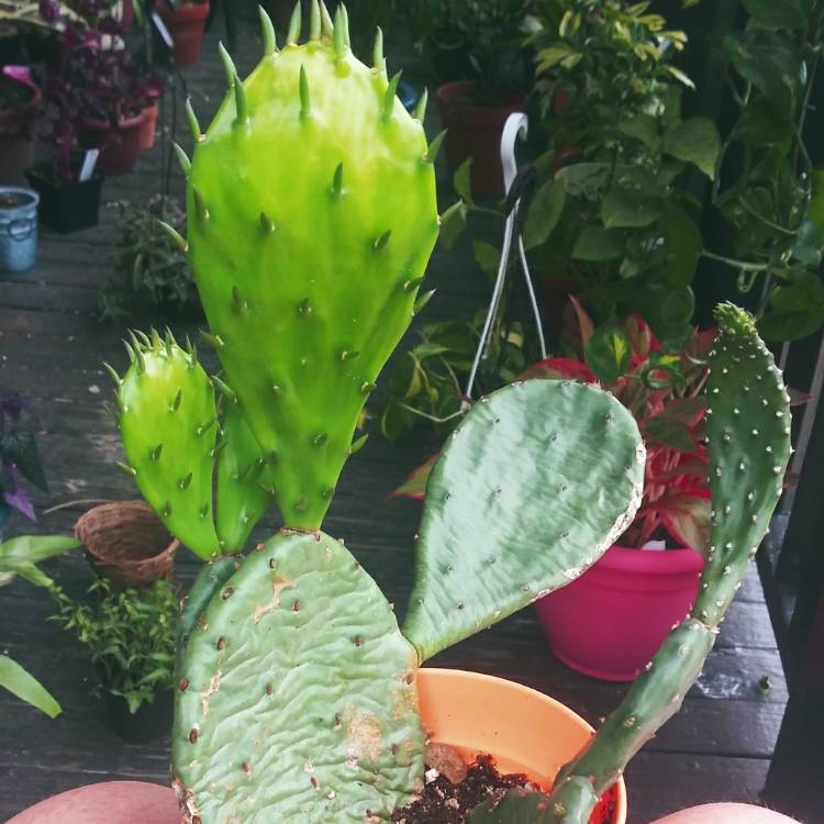 Plant image Opuntia