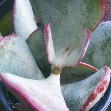 Kalanchoe luciae 'Flapjack'