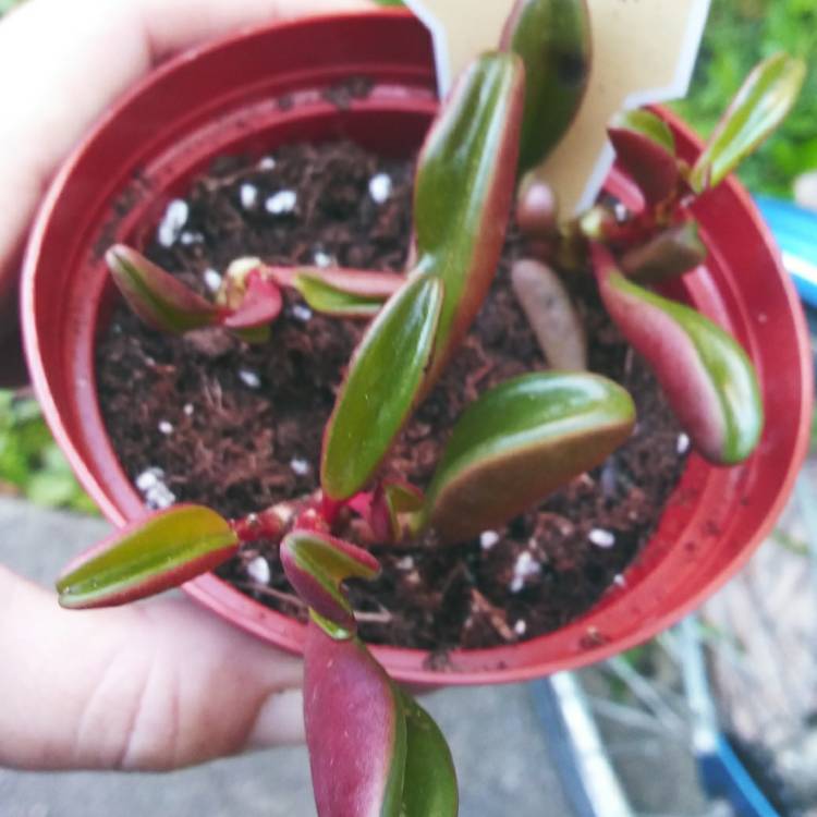 plant image 1124942