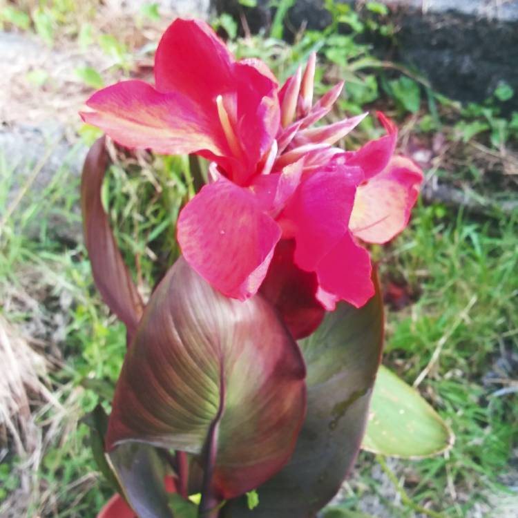 plant image 1124946