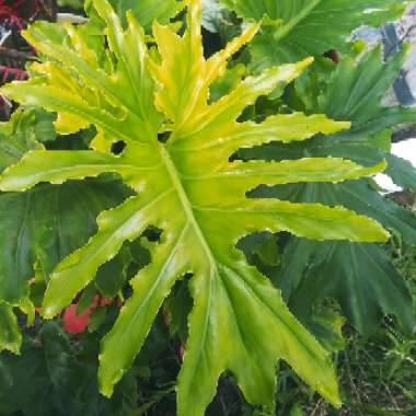 Thaumatophyllum bipinnatifidum syn. Philodendron bipinnatifidum, Philodendron selloum