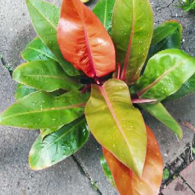 Philodendron 'Prince of Orange' syn. Philodendron 'Orange Prince'