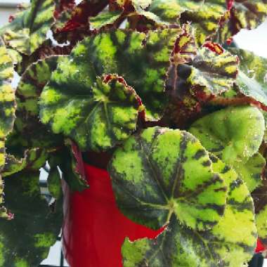 Begonia bowerae 'Tiger'