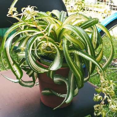 Chlorophytum comosum 'Bonnie'