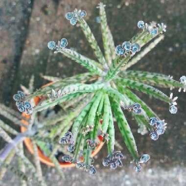 Bryophyllum Delagoense