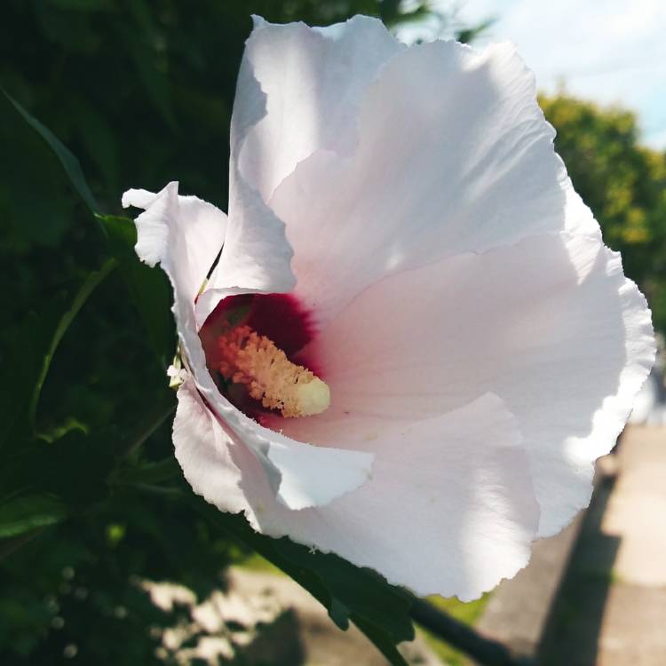 plant image 1132630