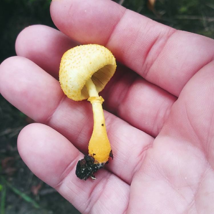 Plant image Leucocoprinus birnbaumii