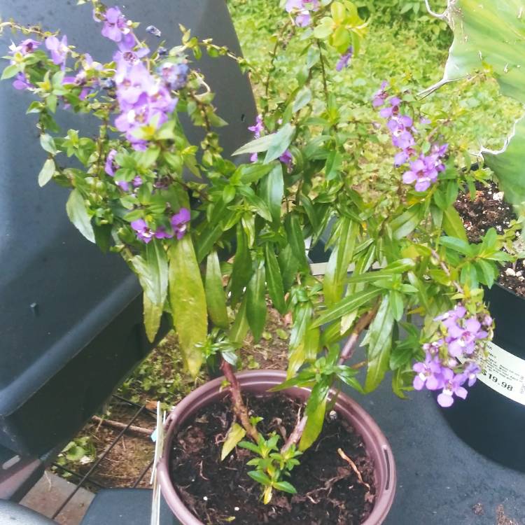 Plant image Angelonia