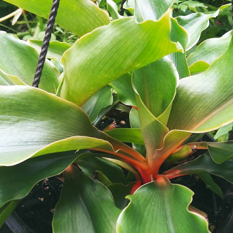 plant image 1136754 plant image 1136754