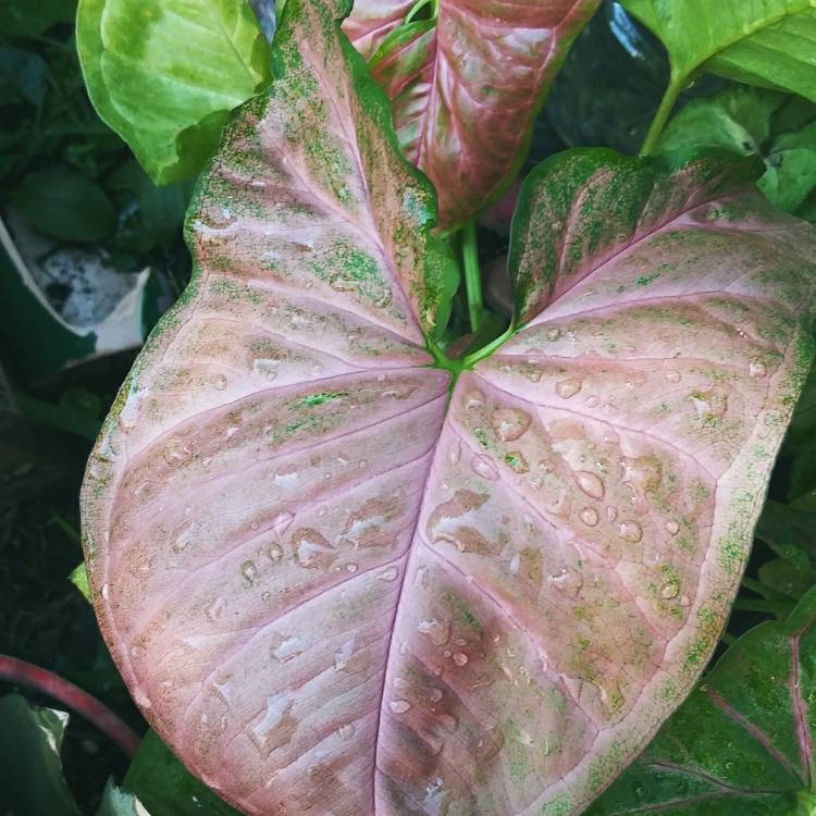plant image 1147263