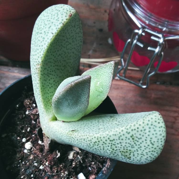 plant image 1148676