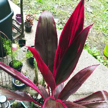 Cordyline fruticosa 'John Klass Red'