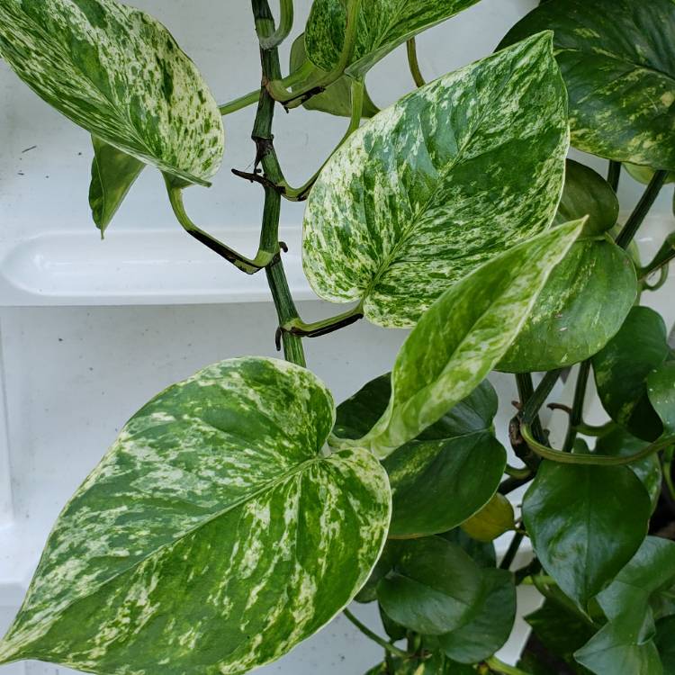 plant image 1155823 plant image 1155823