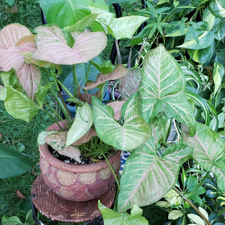 plant image 1155845