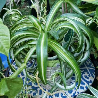 Chlorophytum comosum 'Bonnie'