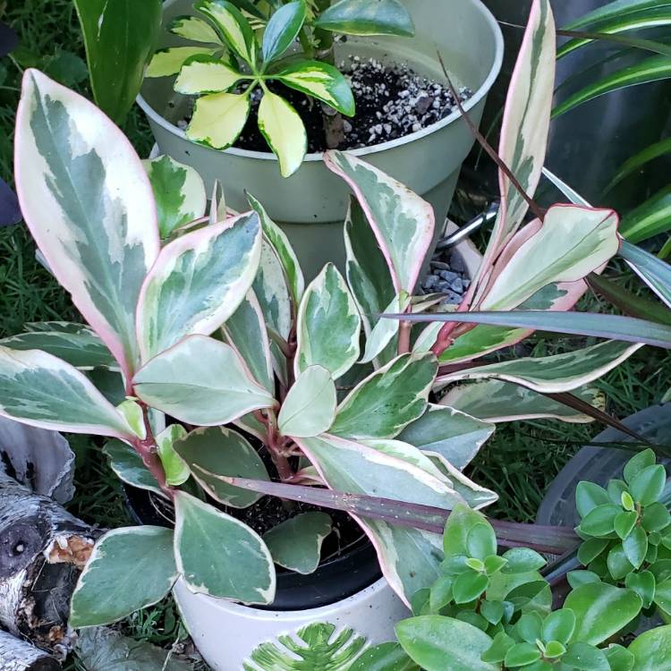 Plant image Peperomia clusiifolia 'Jellie'