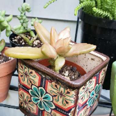 Sedum Adolphi