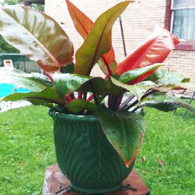 Philodendron 'Prince of Orange' syn. Philodendron 'Orange Prince'