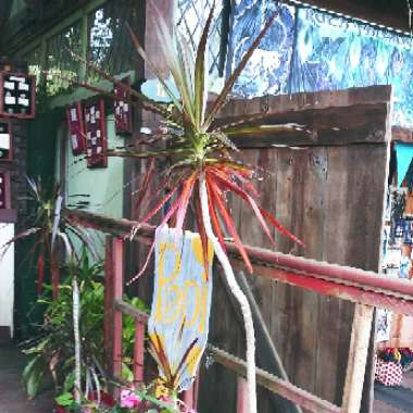 Dracaena marginata