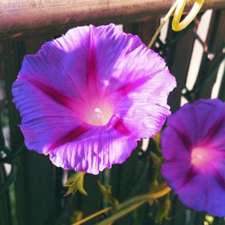 Plant image Ipomoea purpurea
