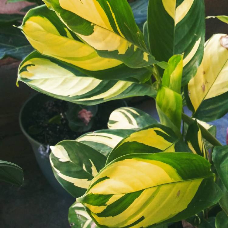 plant image 1168949