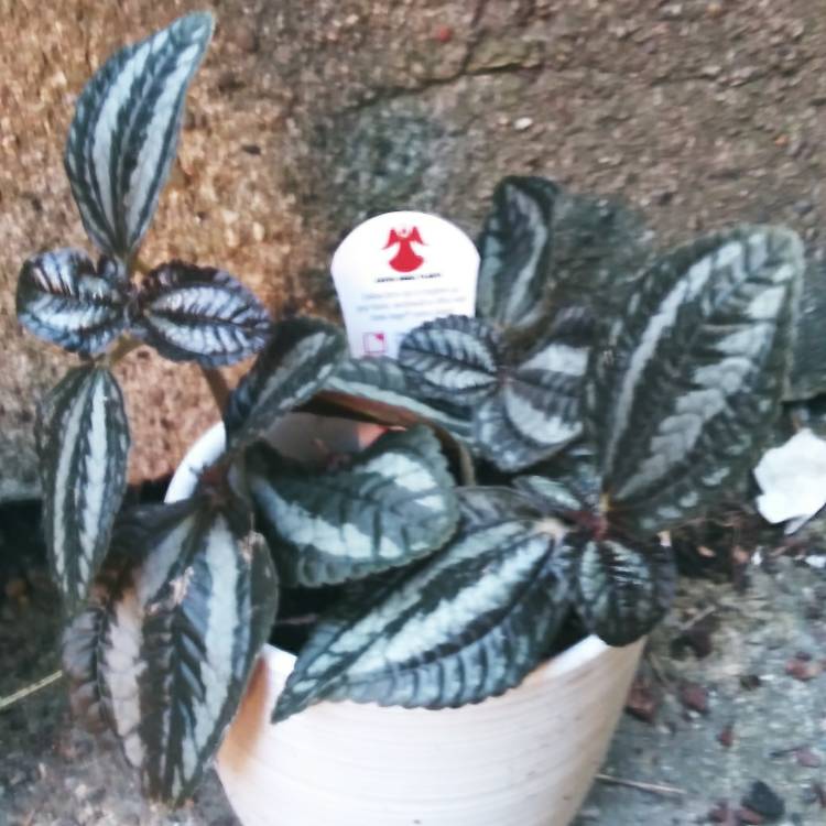 Plant image Pilea involucrata 'Norfolk'