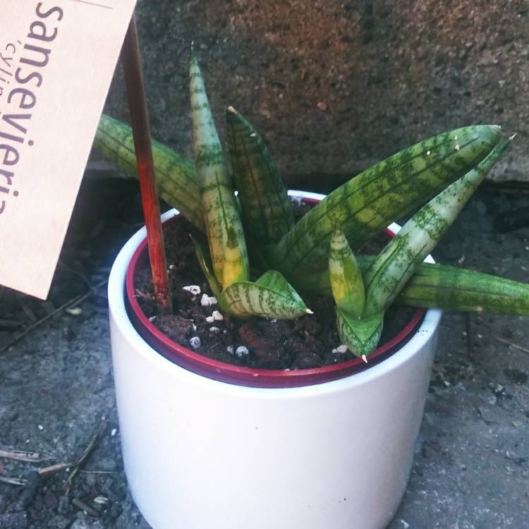 Plant image Sansevieria cylindrica 'Boncel'
