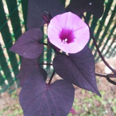 Ipomoea Batatas 'Solar Tower Black'