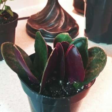 Crassula streyi