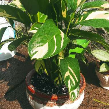 Ctenanthe lubbersiana 'Happy Dream'