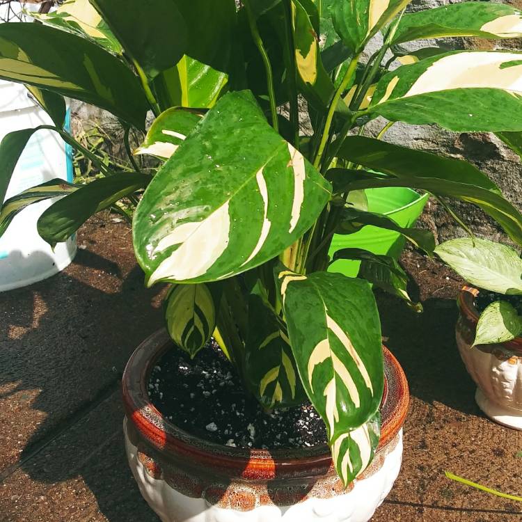 plant image 1178248