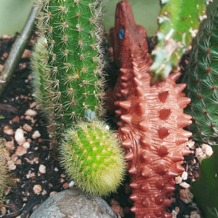 plant image 1178258