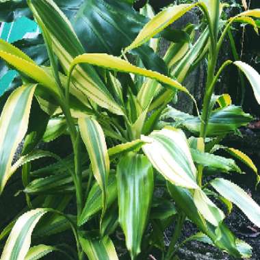 Dracaena