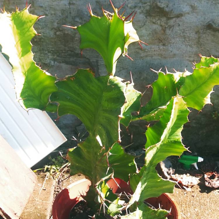 Plant image Euphorbia grandicornis