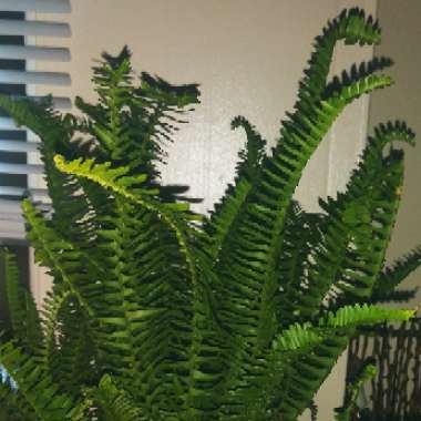 Nephrolepis obliterata