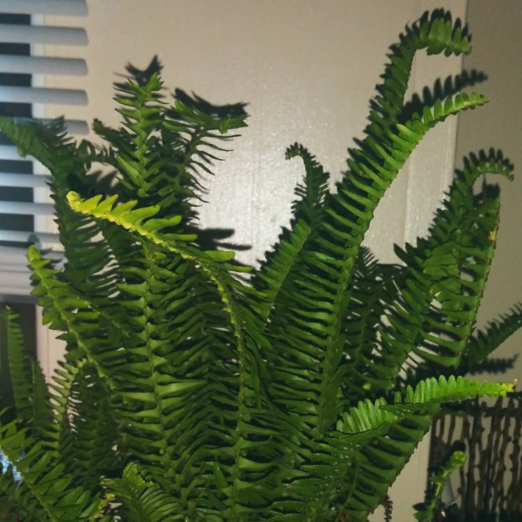 plant image 1182855