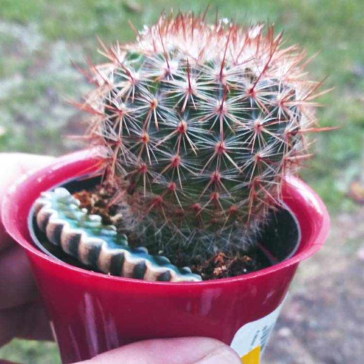 Plant image Mammillaria spinosissima f. rubrispina
