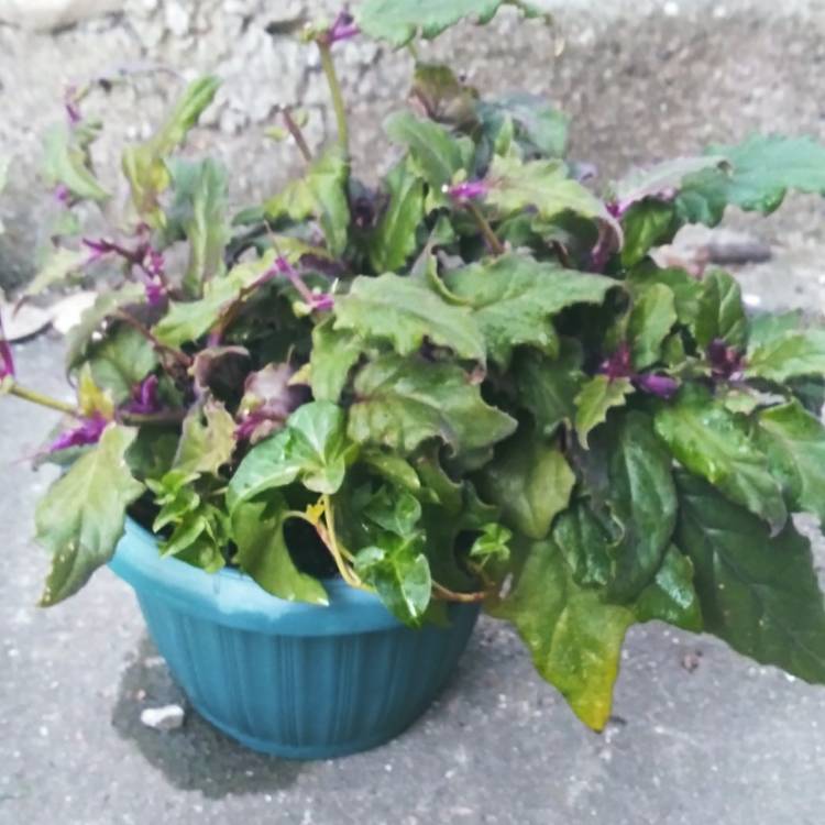 Plant image Gynura Aurantiaca 'Purple Passion'