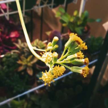Senecio kleiniiformis