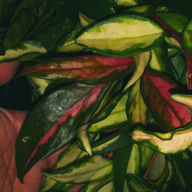 Plant image Hoya carnosa 'Rubra'