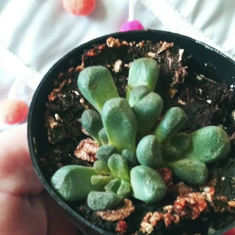 Plant image Aloinopsis schooneesii