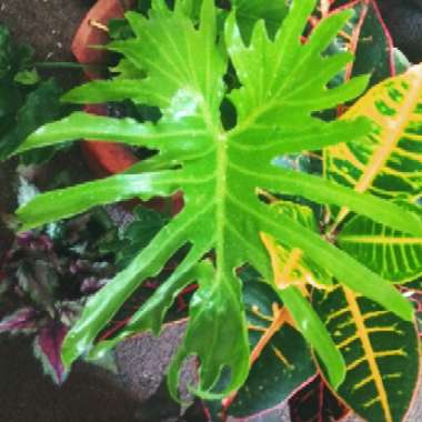Thaumatophyllum bipinnatifidum syn. Philodendron bipinnatifidum, Philodendron selloum