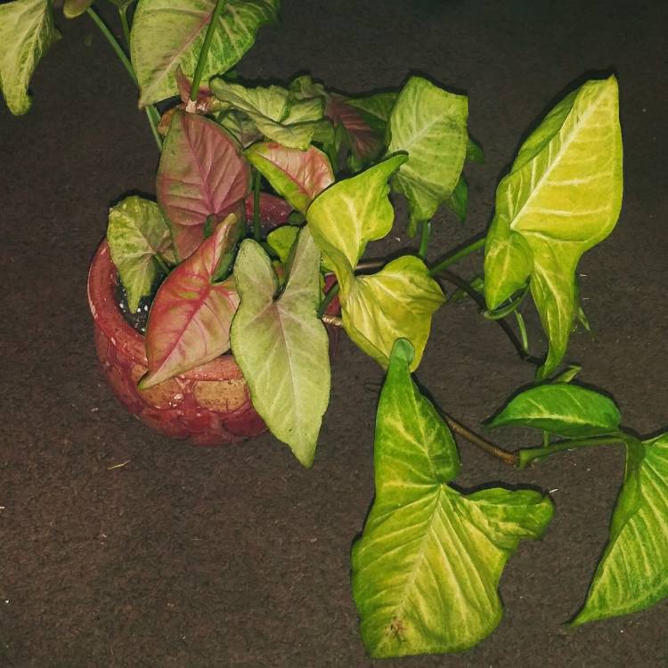 plant image 1194949