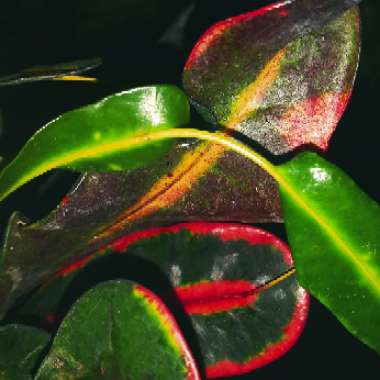 Codiaeum variegatum 'Mamey'